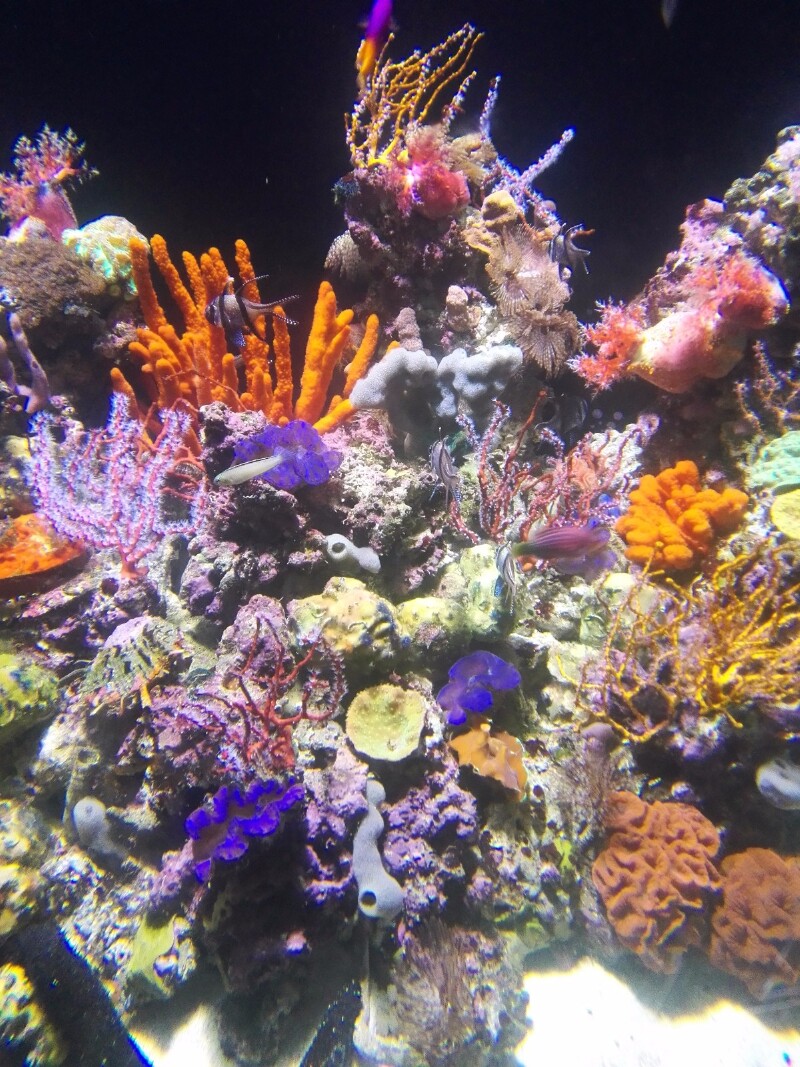 五彩斑斓的珊瑚