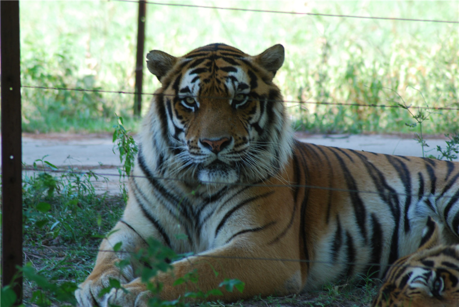 武漢九峰森林動物園一日遊