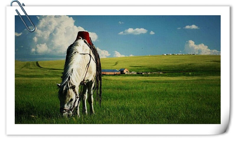 呼伦贝尔无垠绿土胡马长嘶让人难以抽离的梦境