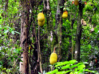 里约热内卢基督像