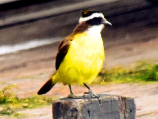 科帕卡巴纳海滩