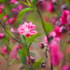 莲花山