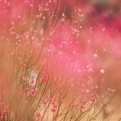 莲花山