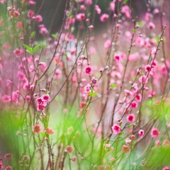 莲花山