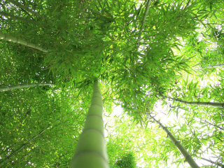 宜兴竹海风景区