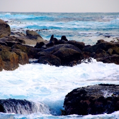 海豹岛的#旅图换旅费#