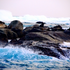 海豹岛的#旅图换旅费#