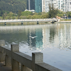 筼筜湖的#旅图换旅费# #旅拍#