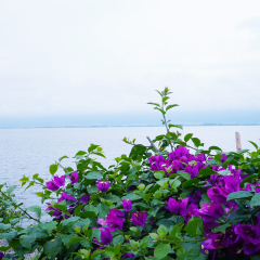 洱海