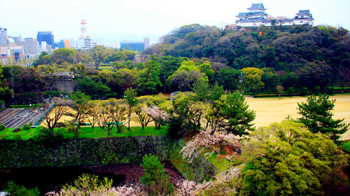 春节 日本大阪 和歌山当地1日游 探访人气猫站长 观看黑潮市场金枪鱼解体秀 关西机场奥特莱斯 心斋桥道顿崛 中文导游 出发 途牛