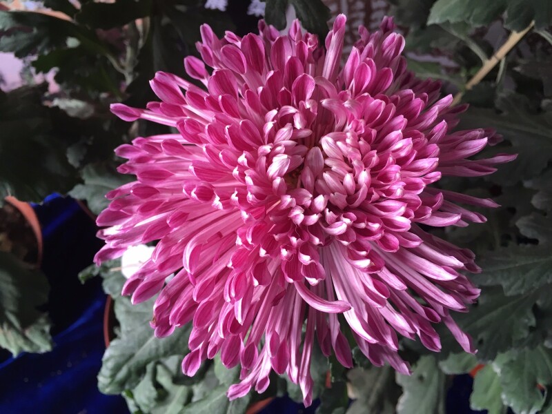 菊,深秋里最华美的长卷