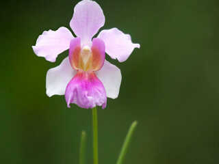 天香兰花种植场