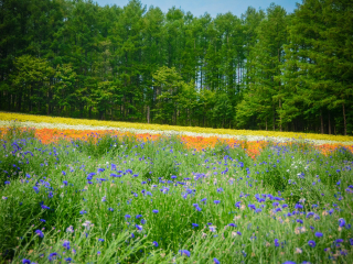 富良野花田