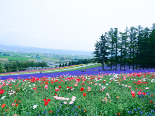 富良野花田