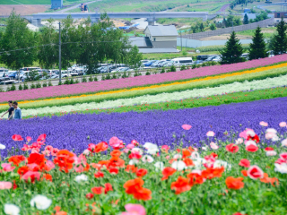 富良野花田