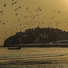海鸥岛