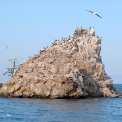 海鸥岛