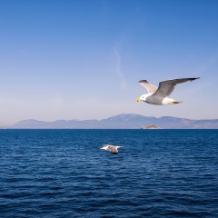 海鸥岛