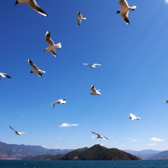 海鸥岛