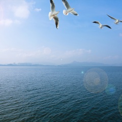 海鸥岛