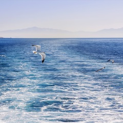 海鸥岛