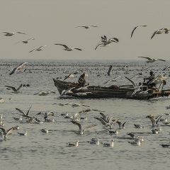 海鸥岛