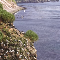 海鸥岛