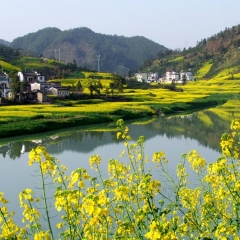 油菜花