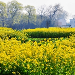 油菜花