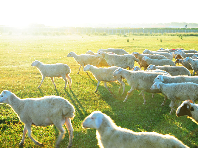 草原羊咩咩草原回忆18:00晚餐:敬请自理建议时间:1小时20:00住宿