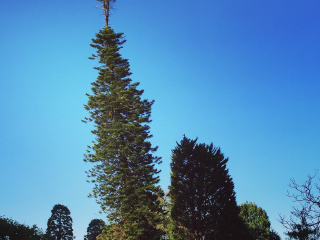 悉尼皇家植物园