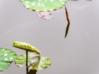 济南大明湖公园
