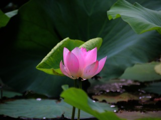 济南大明湖公园