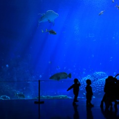 珠海长隆海洋王国