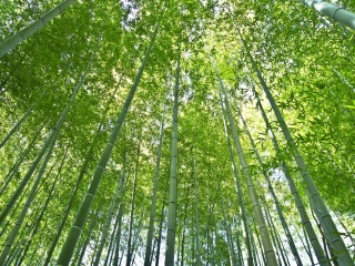 仰天岗森林公园