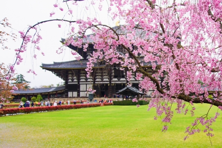 [端午]<日本大阪-奈良-京都-名古屋6或7日游>天航或国航正班机 ，一晚温泉，AC关西深度 B线含东京富士山，DEFG线名阪或阪名两点进出