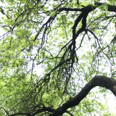 岳阳楼