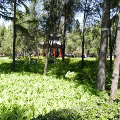 白马寺