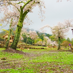 若草山的#旅图换旅费#
