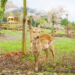 若草山的#旅图换旅费#