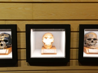 上海自然博物馆