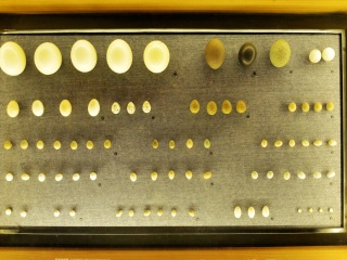 上海自然博物馆