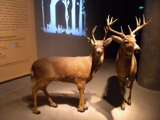 上海自然博物馆