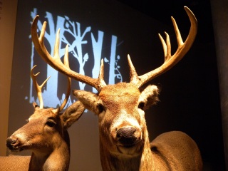 上海自然博物馆