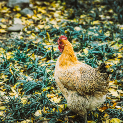 白崇禧旧居的#旅图换旅费#