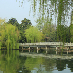 花港观鱼的#旅图换旅费#