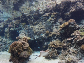 冲绳美丽海水族馆