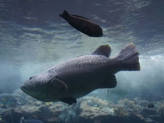 冲绳美丽海水族馆