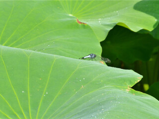 火炉镇十里荷塘