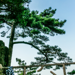 百步云梯的#旅图换旅费#